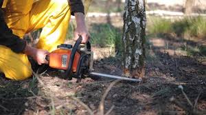 Best Tree Mulching  in Belpre, OH